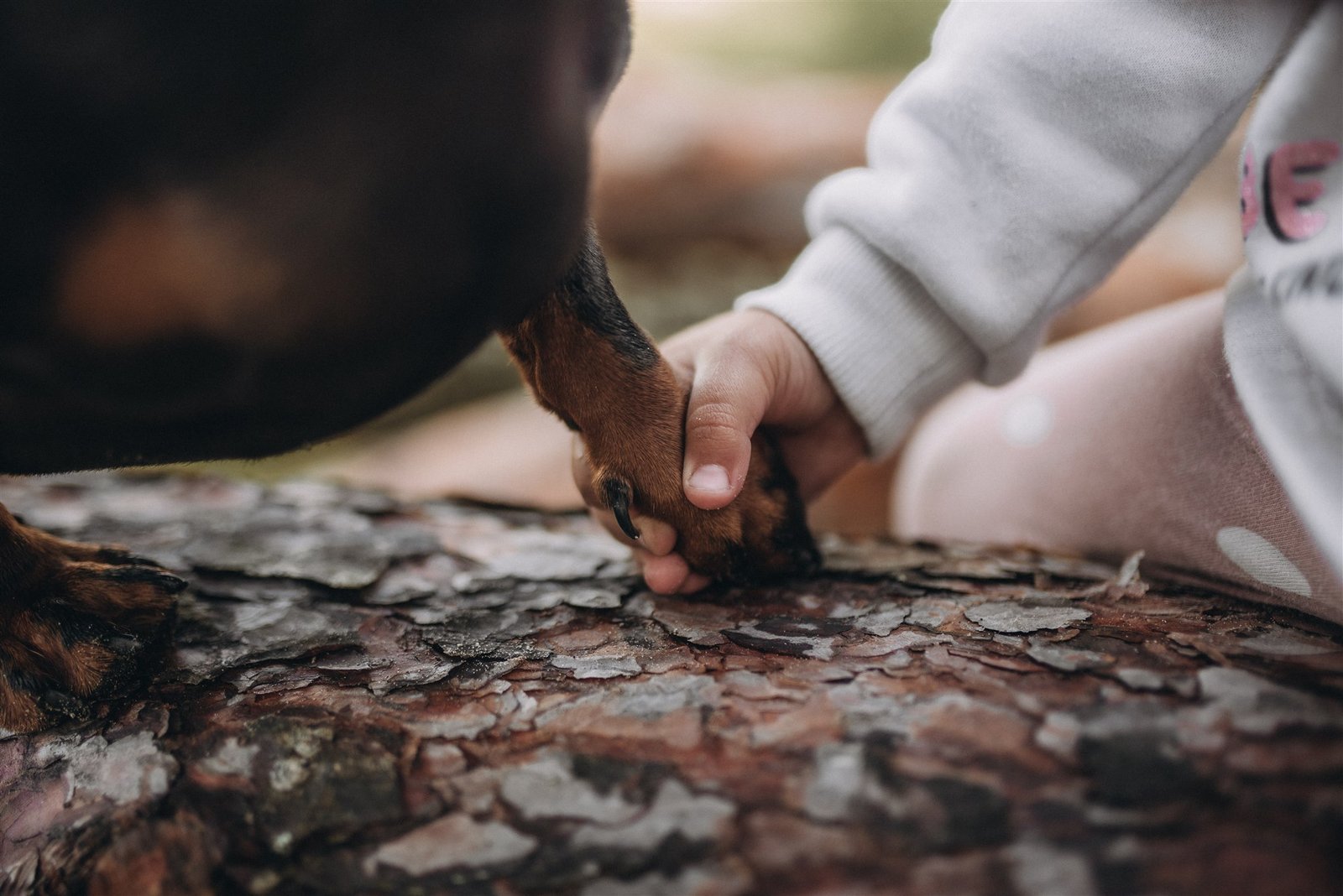 My perfect dog suns un bērns