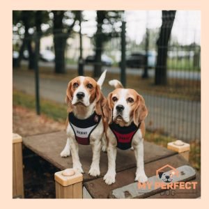 Paklausības nodarbības suņiem ar un bez priekšzināšanām