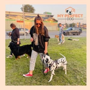 Suņu socializācijas pastaigu treniņi