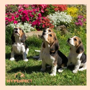 Kucēnu socializācijas 8 nodarbību kurss