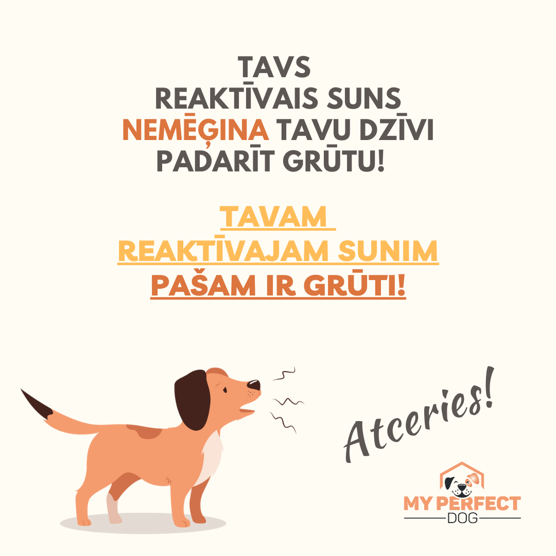 "My Perfect Dog" suņu & saimnieku skola  reaktīvs suns