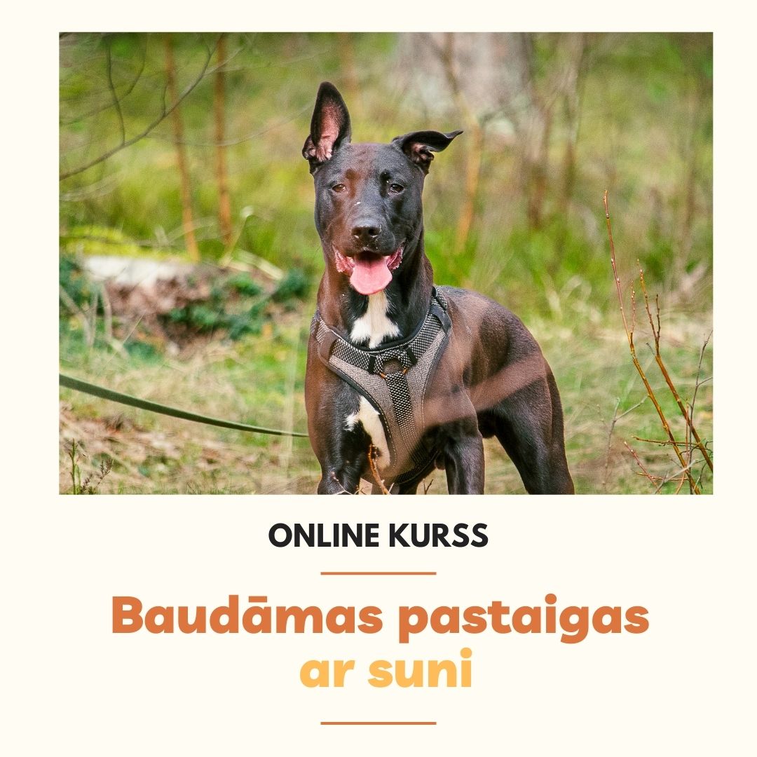 MyPerfectDog nodarbības (1)