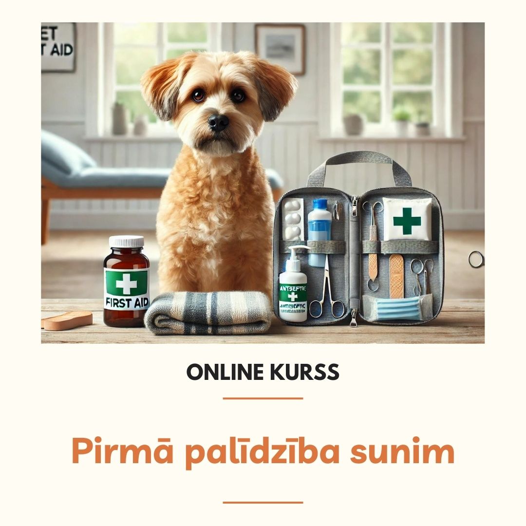 MyPerfectDog nodarbības (2)