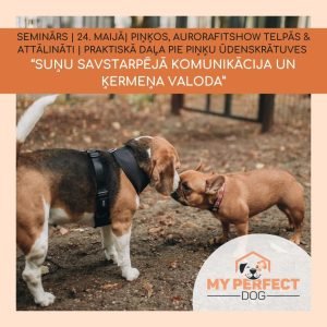 Seminārs “Suņu savstarpējā komunikācija un ķermeņa valoda”