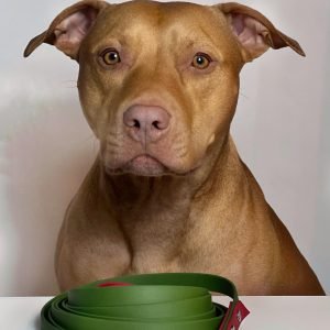 Izturīgās PVC pavadas pastaigām un treniņiem