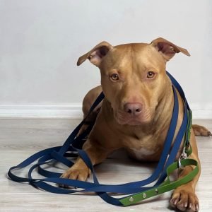 Hexa pavadas pastaigām un treniņiem