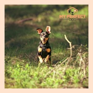 Cilvēku meklēšanas treniņi & nosework treniņi