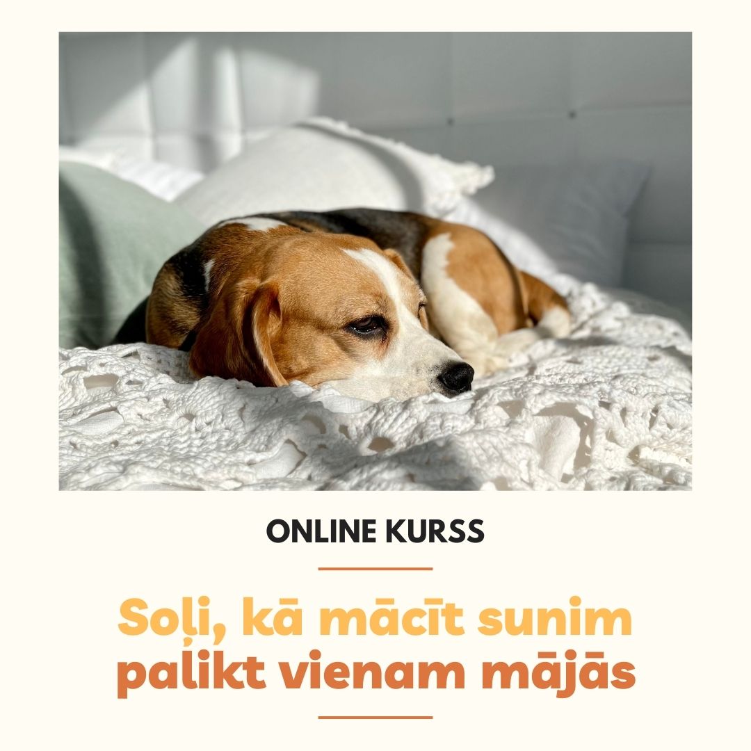 MyPerfectDog nodarbības