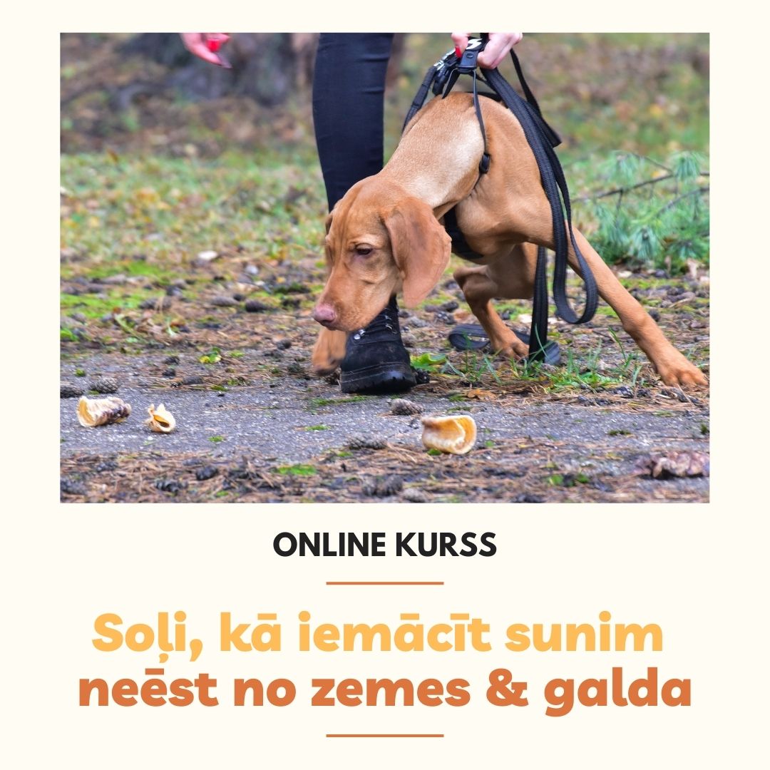 MyPerfectDog nodarbības