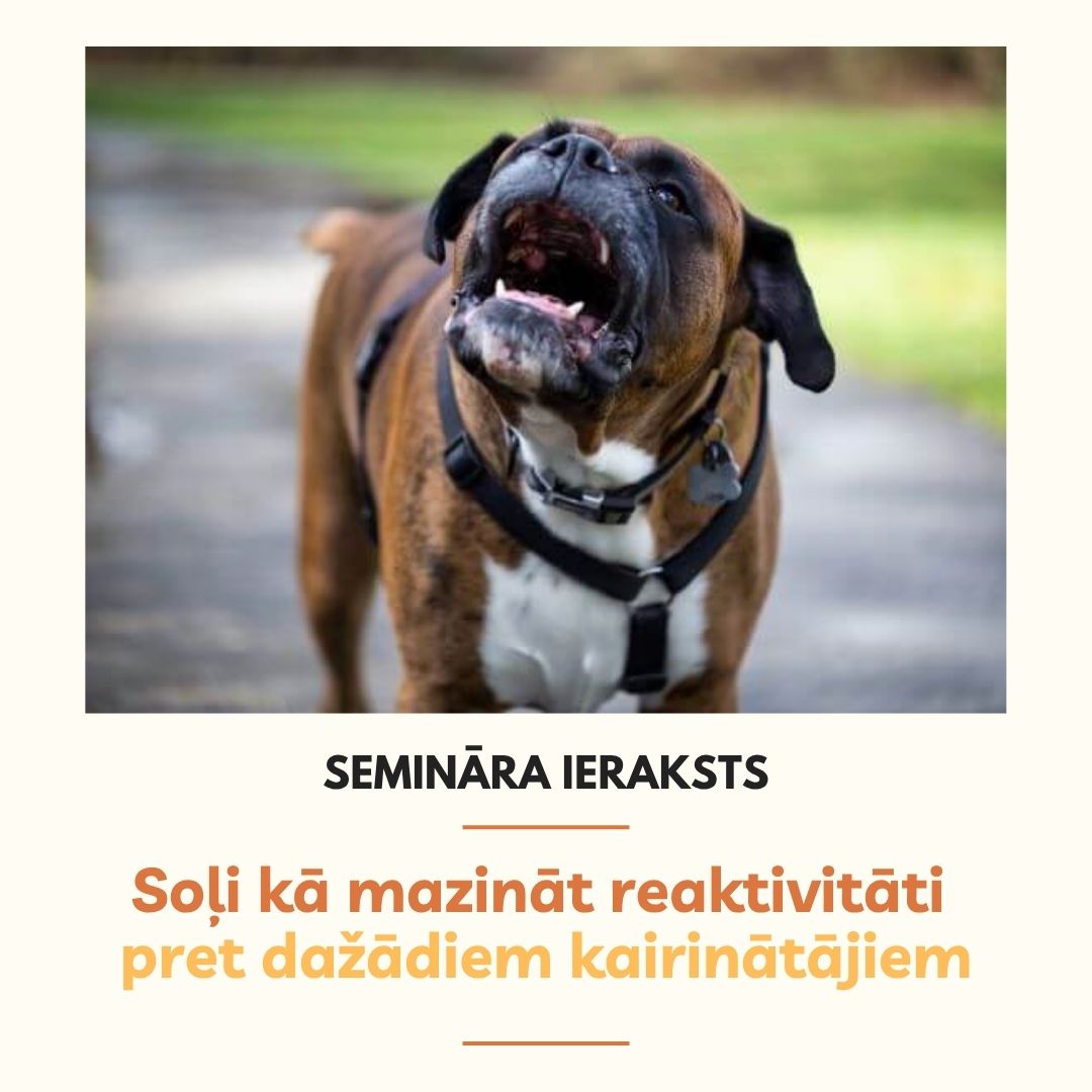 Pets Feed Templates (2)