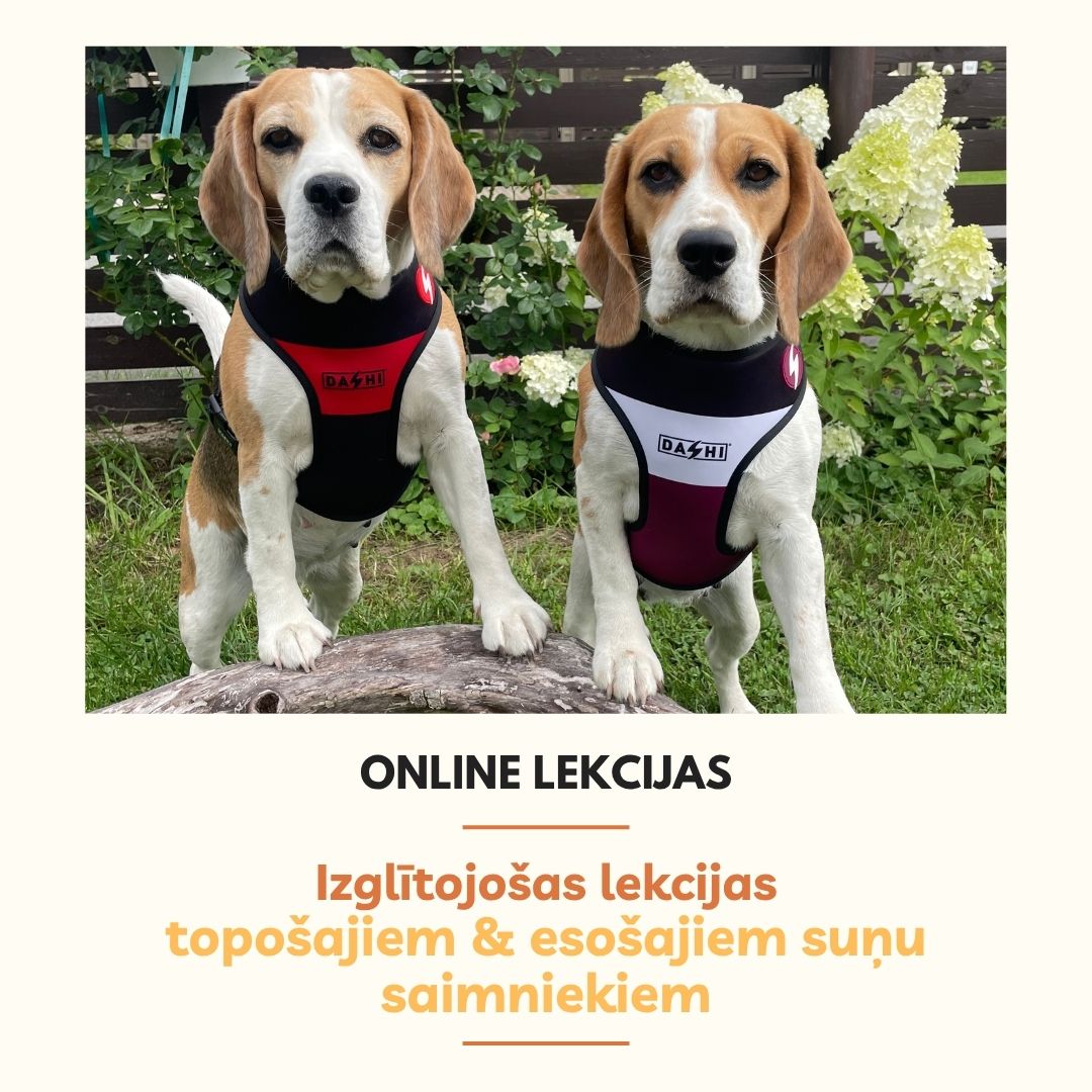 Pets Feed Templates (3)