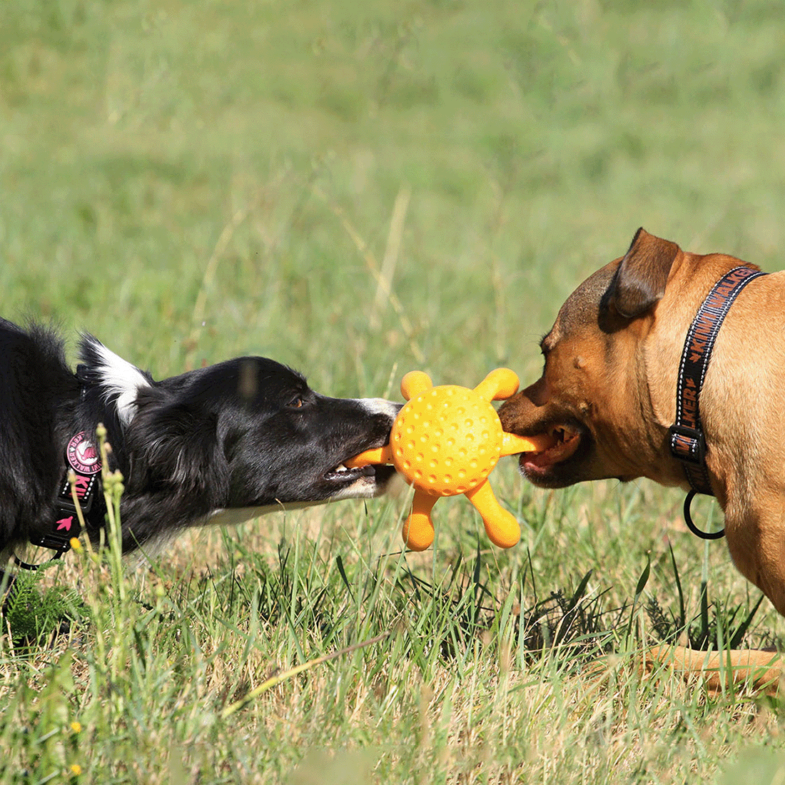 Kiwi Walker TPG rotaļlieta ASTOŅKĀJIS - Image 2