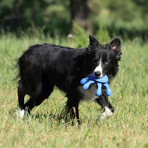 Kiwi Walker TPG rotaļlieta ASTOŅKĀJIS