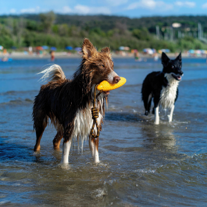 Kiwi Walker TPG rotaļlieta CEPELĪNS
