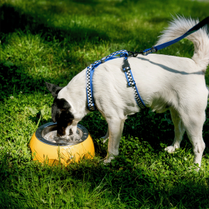 Kiwi Walker Siera bļoda