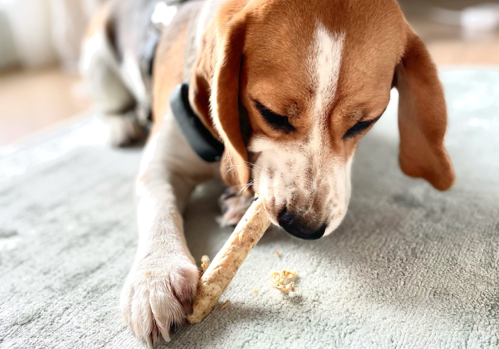 graušanas opcijas sunim