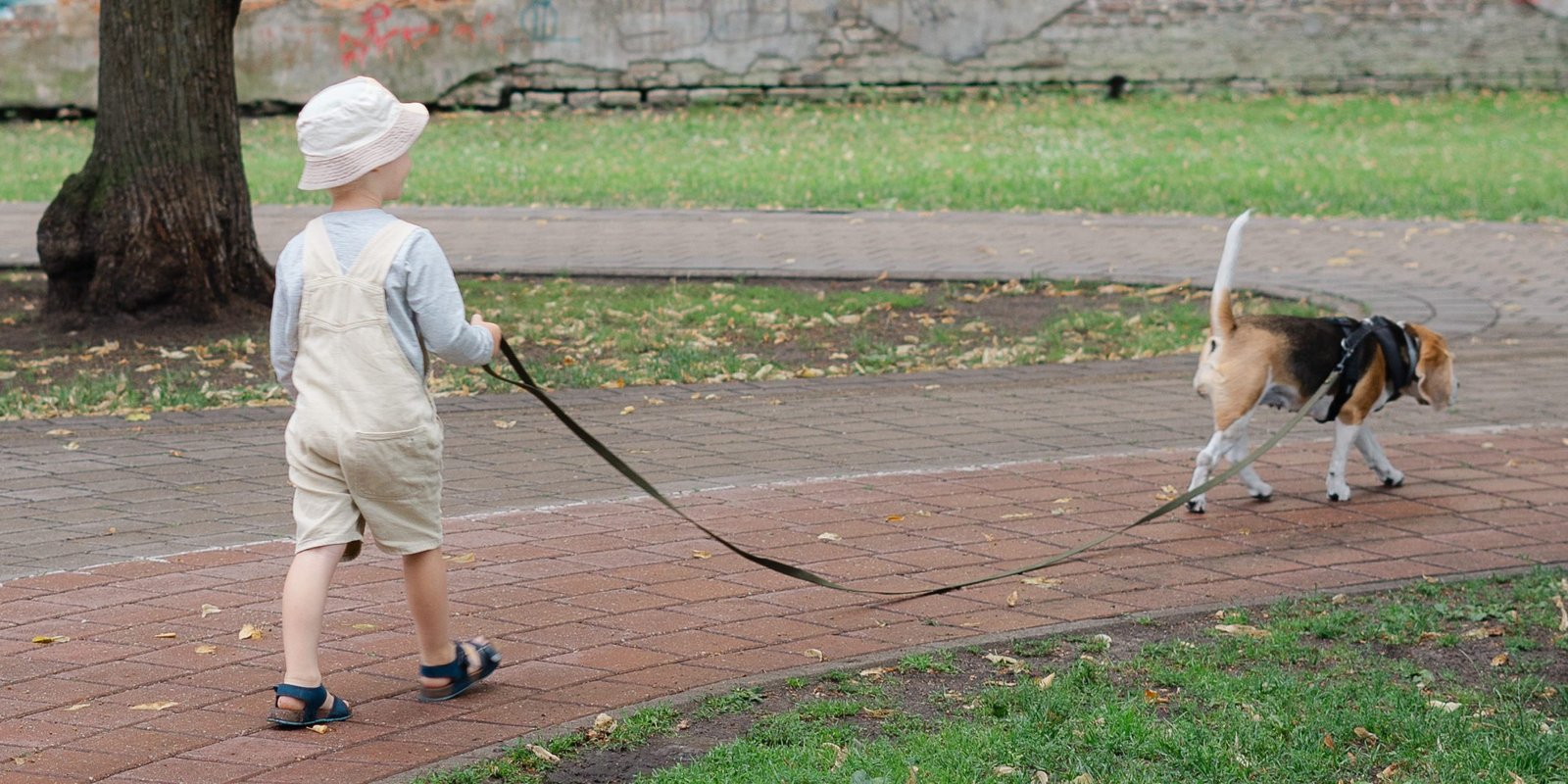 "My Perfect Dog" suņu & saimnieku skola - bērns un suns