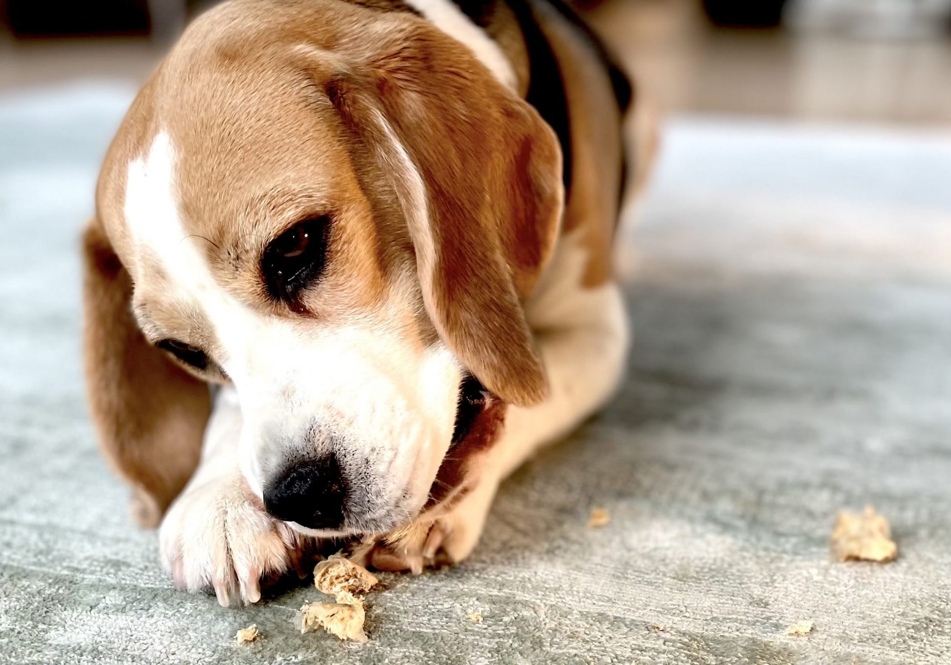 Graušamie un gardumi sunim