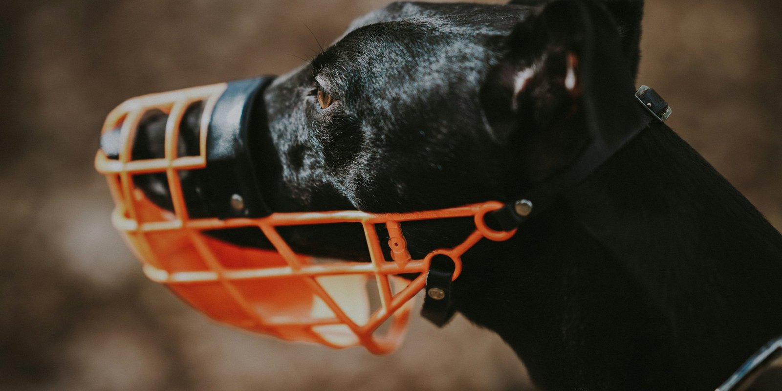 annie-spratt-rzqecC64d6o-unsplash